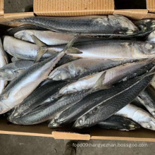 landfrozen pacific mackerel, market selling scomber japonicus, China origin mackerel fish